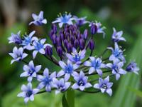 Blaue Blütenpracht - Mortella Garten